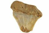 Bargain, Juvenile Fossil Megalodon Tooth From Angola - Unusual Location #258560-1